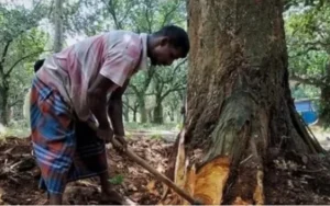 নিজের লাগানো গাছ কাটতেও লাগবে অনুমতি, নতুন আইনে কঠোর শাস্তির বিধান